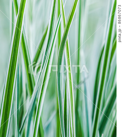 Decorative green and white striped grass. Arrhenatherum elatius bulbosum variegatum. Soft focus. Natural background. 86867073