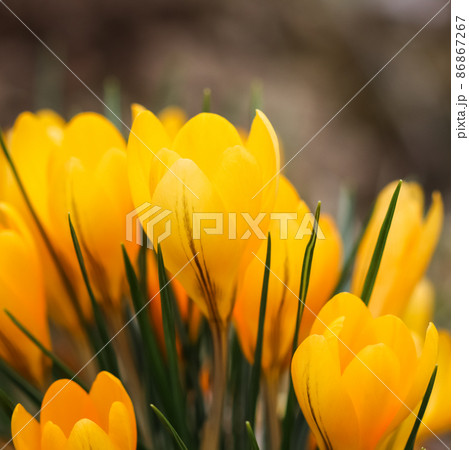 Abstract floral background, yellow crocus flowers. Macro flowers backdrop for holiday brand design 86867267
