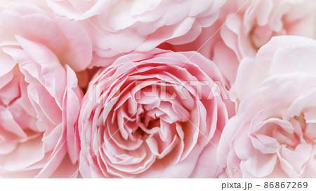 Botanical concept, wedding invitation card - Soft focus, abstract floral background, pale pink roses. Macro flowers backdrop for holiday brand design 86867269