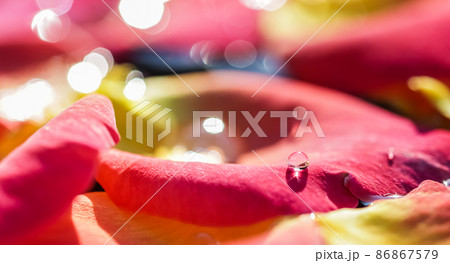 Red yellow rose petals with drops of water. Aromatherapy and spa concept. Blurred floral natural background 86867579