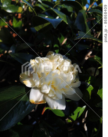 山茶花 　Camellia sasanqua　アップ　白色 86868409