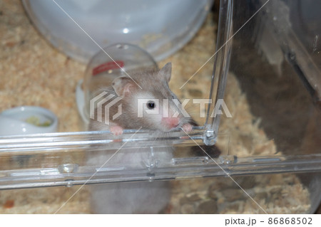 グレーのゴールデンハムスター 86868502