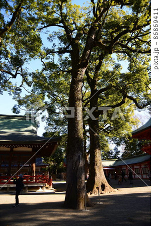 関東一円の守り神、氷川神社 関東一円の守り神、氷川神社 86869411
