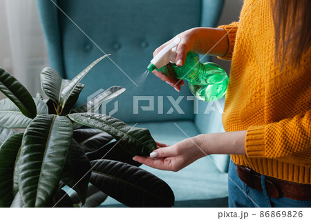 Woman care of houseplants, spraying water at home Woman care of houseplants, spraying water at home 86869826