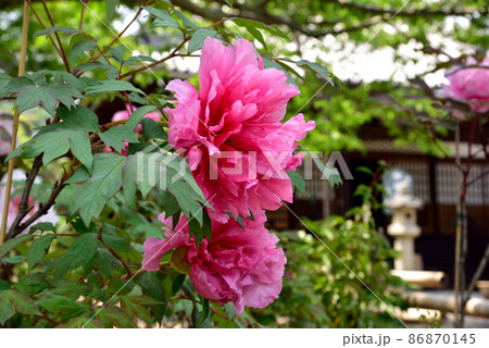 當麻寺奥院の春牡丹 當麻寺奥院の春牡丹 86870145