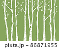 birch tree forest, vector background illustration 86871955