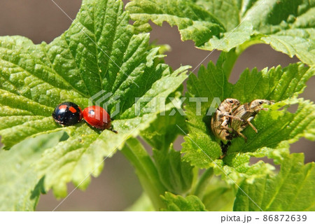 Loving each other ladybugs and weevils 86872639