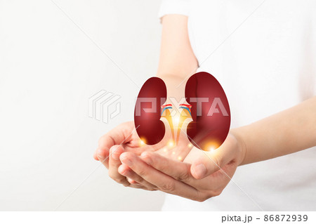 World kidney day. Woman hands holding healthy kidney anatomy. Kidney disease treatment, renal transplant or organ donation concept. 86872939