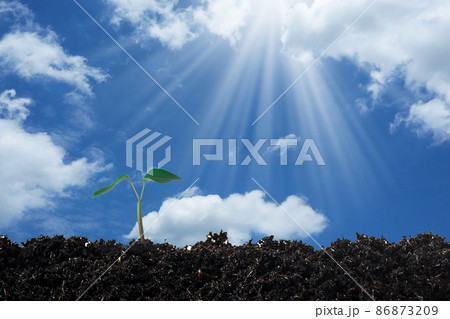 Green Sprouts Growing out from soil with light ray on sky background. 86873209