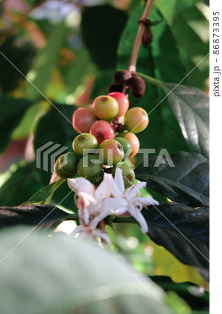 Fresh Coffee beans ripening tree in North of thailand. 86873395