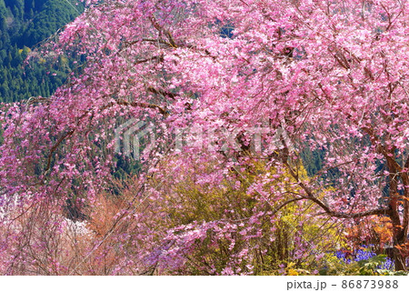 龍珠院(あきる野市) 桜 龍珠院(あきる野市) 桜 86873988