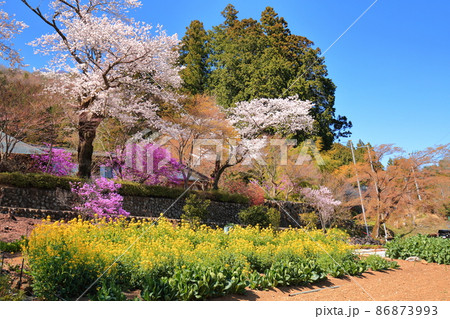 龍珠院(あきる野市)  桜 86873993