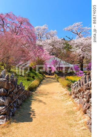 龍珠院(あきる野市) 桜 龍珠院(あきる野市) 桜 86874005