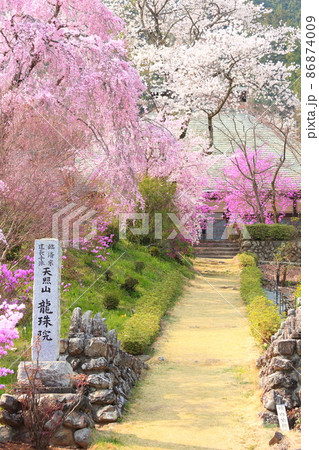 龍珠院(あきる野市) 桜 龍珠院(あきる野市) 桜 86874009
