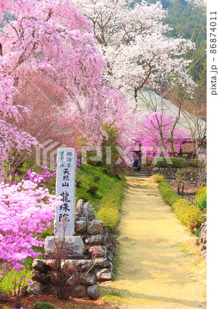 龍珠院(あきる野市) 桜 龍珠院(あきる野市) 桜 86874011