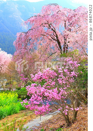 龍珠院(あきる野市)  桜 86874022