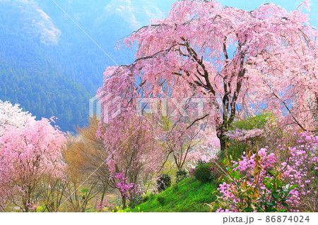 龍珠院(あきる野市)  桜 86874024