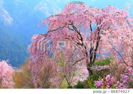 龍珠院(あきる野市)  桜 86874027