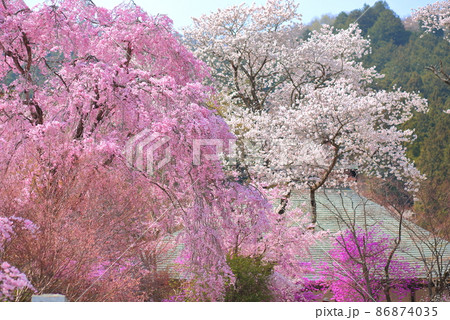 龍珠院(あきる野市) 桜 龍珠院(あきる野市) 桜 86874035