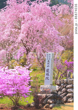 龍珠院(あきる野市) 桜 86874036