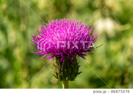 Russia. Peterhof. June 27, 2020. A bright thistle flower in the city park. Russia. Peterhof. June 27, 2020. A bright thistle flower in the city park. 86875076