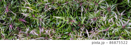 Green background of long spreading stems, foliage and buds of Creeping Phlox flowers in the garden. Nature background, botanical concept Green background of long spreading stems, foliage and buds of Creeping Phlox flowers in the garden. Nature background, botanical concept 86875522