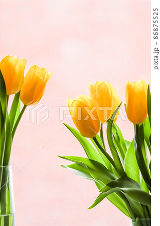 Bouquet of yellow tulips lit by sunlight on a pink background. Perfect for greeting card. 86875525