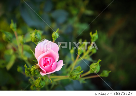 Beautiful pink rose Bonica with buds in the garden Beautiful pink rose Bonica with buds in the garden 86875527