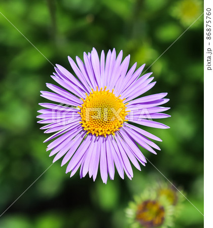 Alpine aster (Aster alpinus). Beautiful purple flowers with an orange center in the garden 86875760