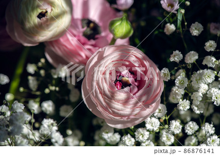 Tender ranunculus flowers 86876141