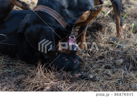 Two big black dogs playing on dry grass. The male Rottweiler wrestles the female and holds her by the neck. Pets. Blurred motion, defocus, noise, grain effect. Selective Focus. Two big black dogs playing on dry grass. The male Rottweiler wrestles the female and holds her by the neck. Pets. Blurred motion, defocus, noise, grain effect. Selective Focus. 86876935