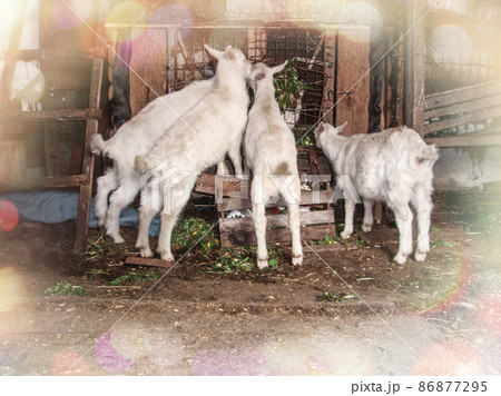 White goats in barn. Young domestic goats White goats in barn. Young domestic goats 86877295
