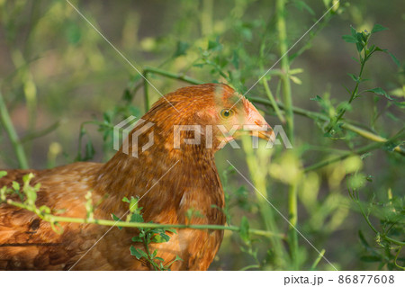 Detail of brown hen head 86877608