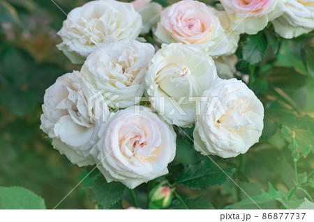 Blooming white flowers on the bush in flowers garde Blooming white flowers on the bush in flowers garde 86877737
