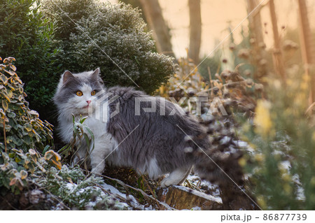 Cat first sees winter. Cat playing in the snow Cat first sees winter. Cat playing in the snow 86877739