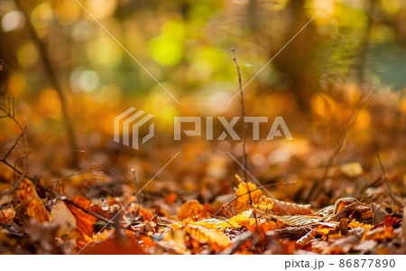 Falling autumn leaves natural background. Autumn leaves falling and spinning Falling autumn leaves natural background. Autumn leaves falling and spinning 86877890