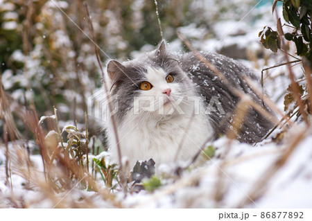 Cat first sees snow in the winter Cat first sees snow in the winter 86877892