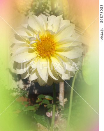 Dahlia cactus flower in the garden close up. Dahlia cactus flower in the garden close up. 86878083