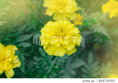 Soft lemon yellow marigold. Soft lemon yellow marigold. 86878483