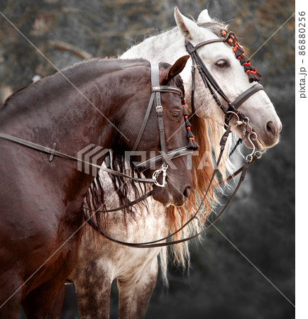 Portrait Andalusian Horses. Close up of the heads. Couple of beautiful Spanish horses Portrait Andalusian Horses. Close up of the heads. Couple of beautiful Spanish horses 86880256