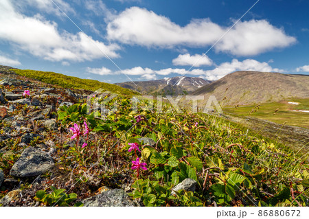 Summer mountain Arctic landscape. Wild flowers of Rhododendron camtschaticum among dwarf alder (Alnus alnobetula) in the tundra on the hillside. 86880672