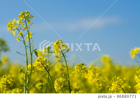 Field of Buckwheat 86880771