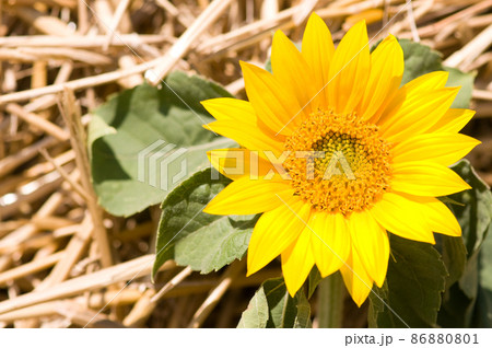 Sunflower and wheat Sunflower and wheat 86880801