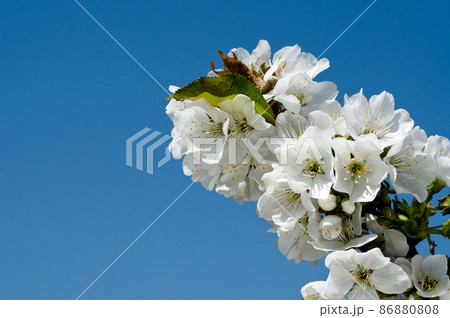 Flower branches Flower branches 86880808