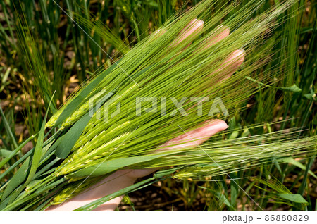 Green wheat field 86880829