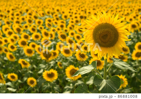 Sunflower Sunflower 86881008