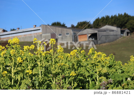 黄色の花びらの菜の花にピント合わせてバックの牧場と建物と木々の森と青空をぼかして撮影した風景 86881421