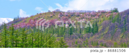 円山展望台の桜 86881506