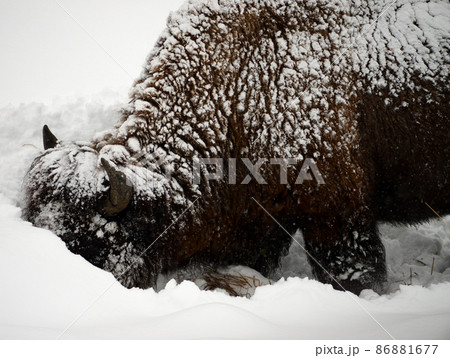 Yellowstone American Bison closeup Yellowstone American Bison closeup 86881677