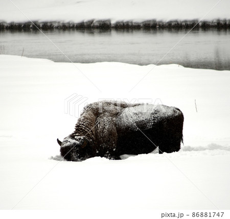 Yellowstone American Bison Yellowstone American Bison 86881747